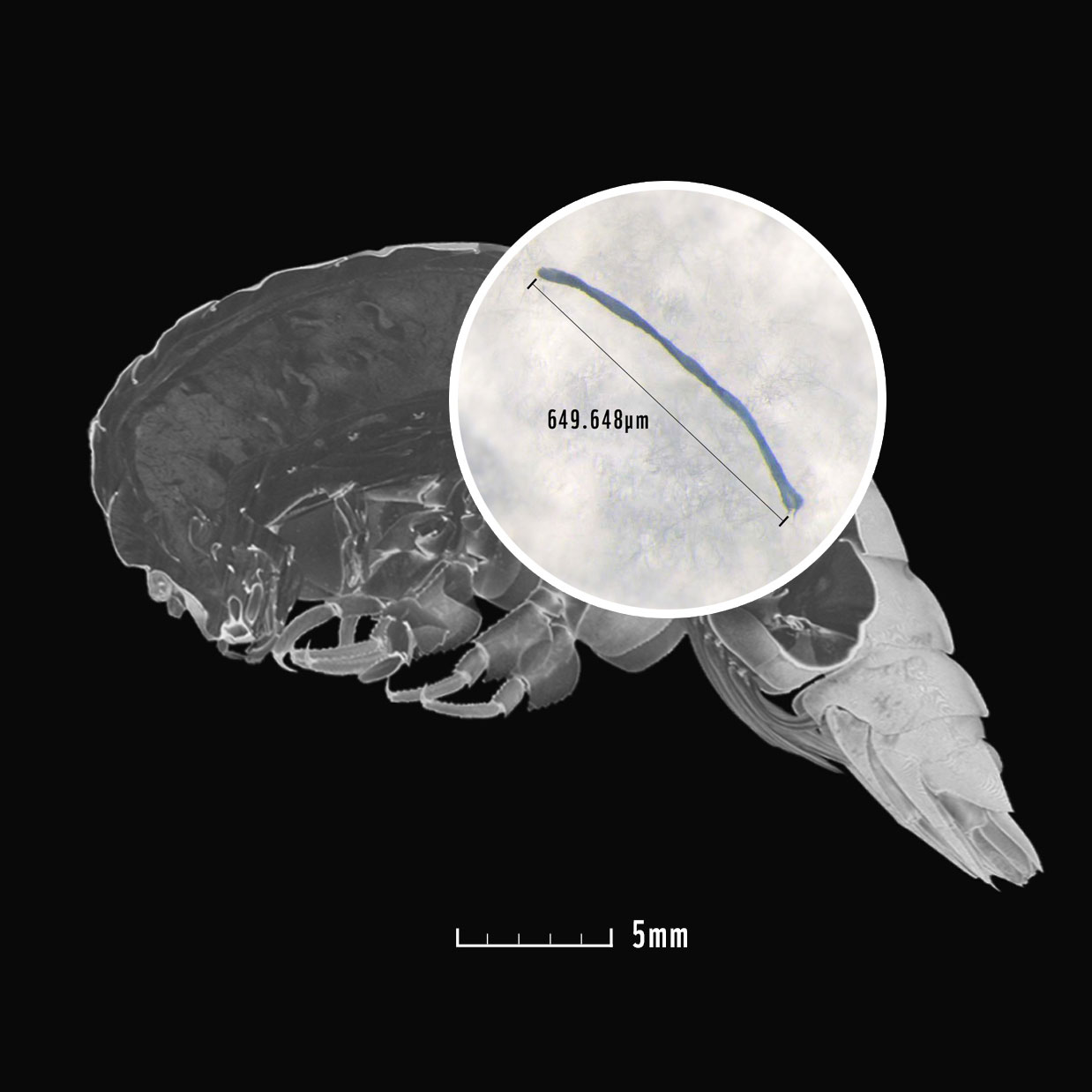 MicroCT-Scan